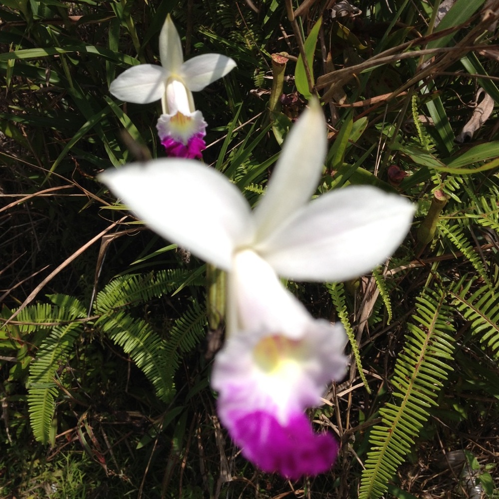 Meet your Posher, Carol